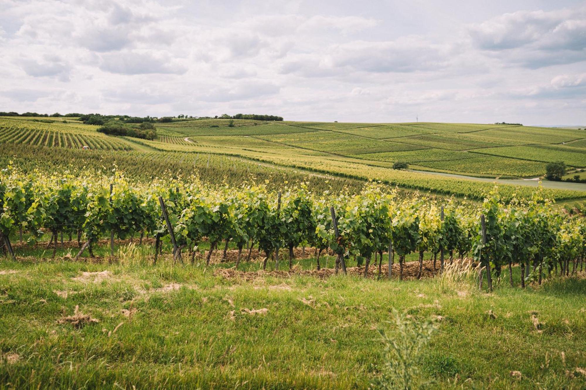 Апартаменты Weingut Petershof Альцай Экстерьер фото